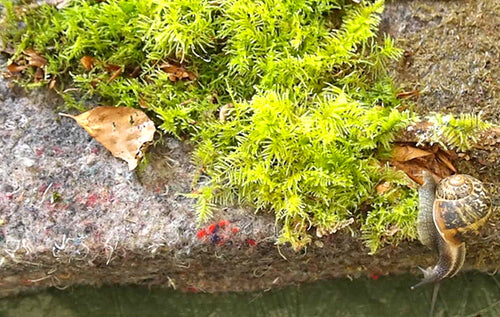 moss art ©sarupa sidaarth image 8