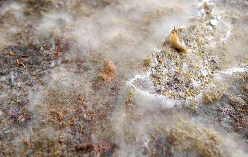 moss art ©sarupa sidaarth image 9